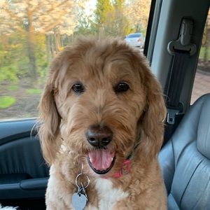 Meet your Posher, Madison